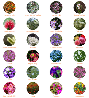Squarepot Seed Kit